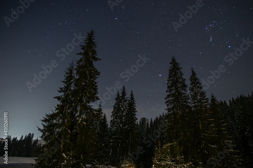 Night forest in winter in the mountains