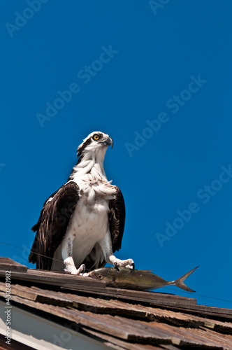 front view, far distance of an osprey, standing on a wood, shingled, roof with a fish dinner in it's claws  © reve15