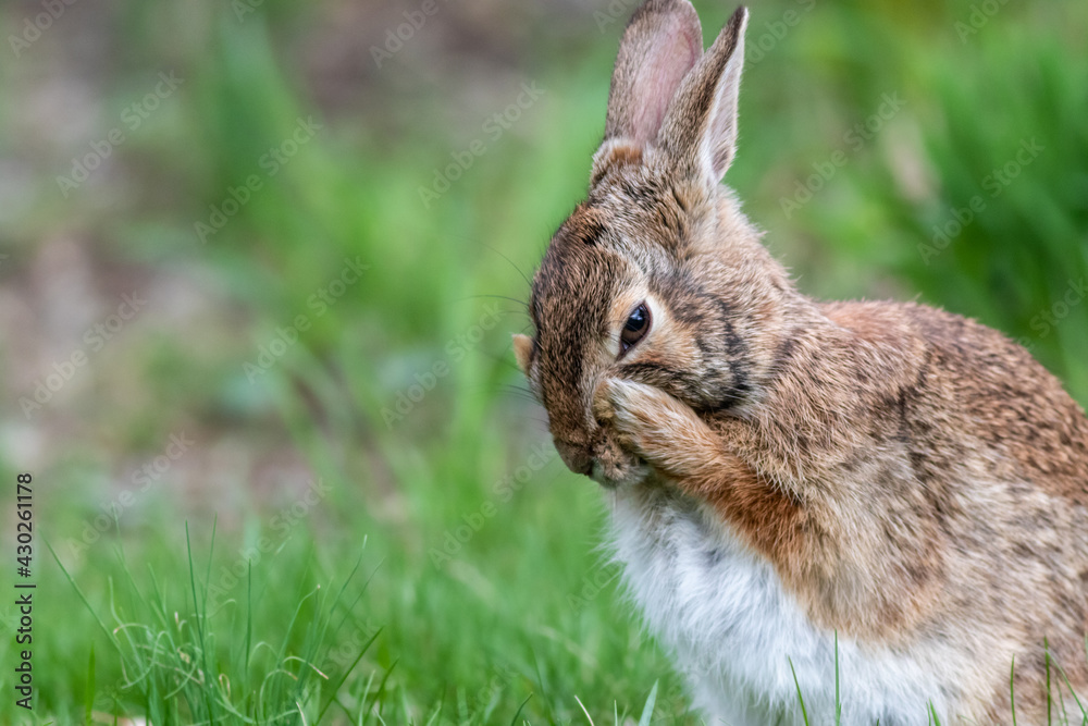 Eastern cottontail rabbit in grass cleaning face