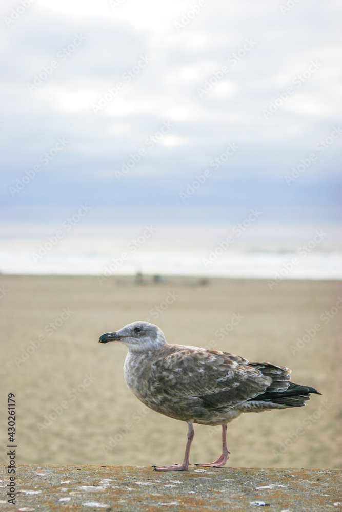 seagull on the beach seagull on the beach