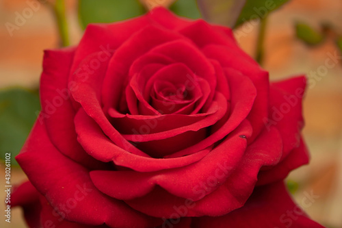 C  lides sobre una Rosa Roja.