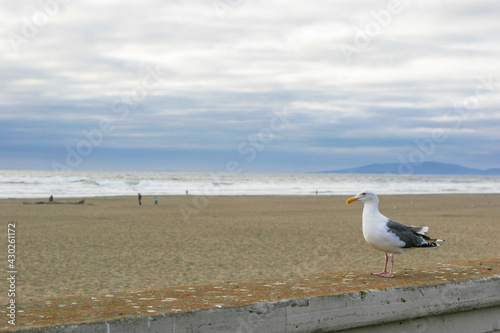 seagull on the beach