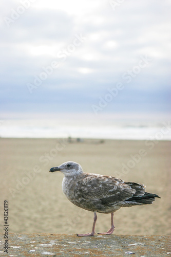 seagull on the beach