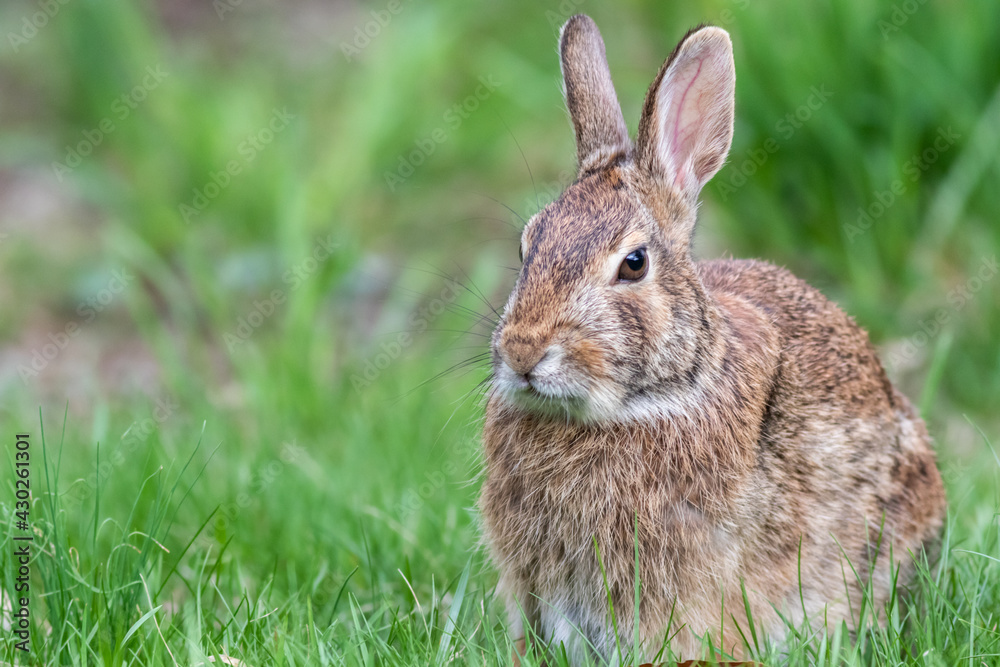 Eastern Cottontail Rabbit portrait in grass Eastern Cottontail Rabbit portrait in grass