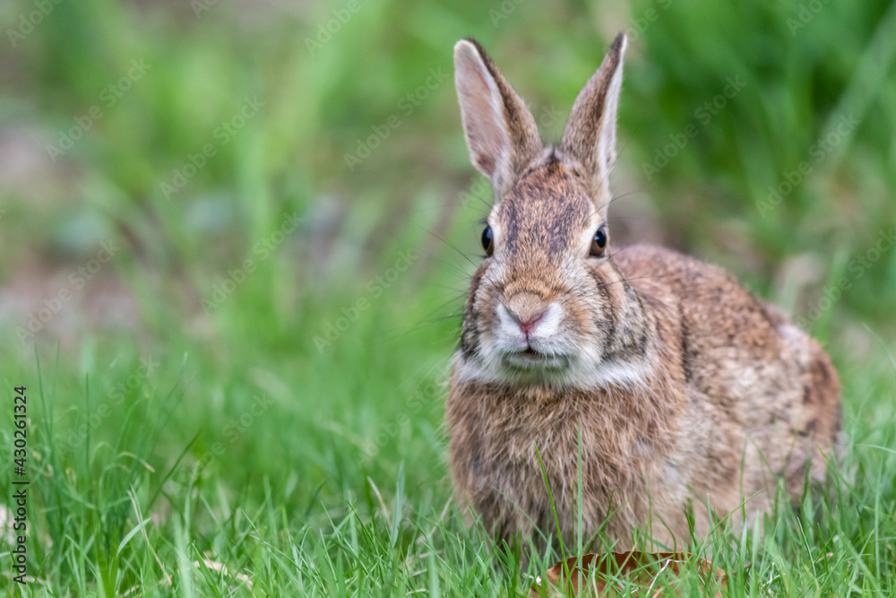 Eastern Cottontail Rabbit portrait in grass Eastern Cottontail Rabbit portrait in grass