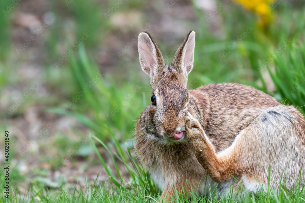 Wild rabbit scratching its face with foot Wild rabbit scratching its face with foot