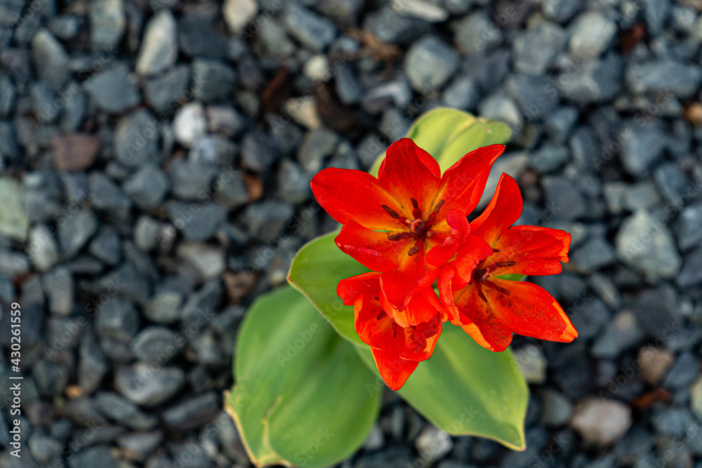 tulipa praestans hoog red tulip in a rock garden with stones tulipa praestans hoog red tulip in a rock garden with stones