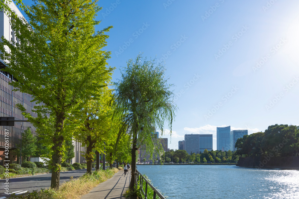 東京都千代田区丸の内・お堀沿いの柳とイチョウの並木道　Tree-lined avenue of willows and ginkgo trees along the moat in Marunouchi, Chiyoda-ku, Tokyo.