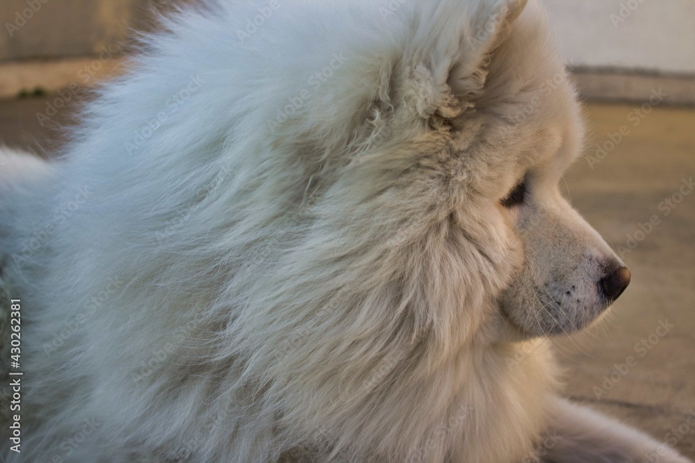 Samoyedo