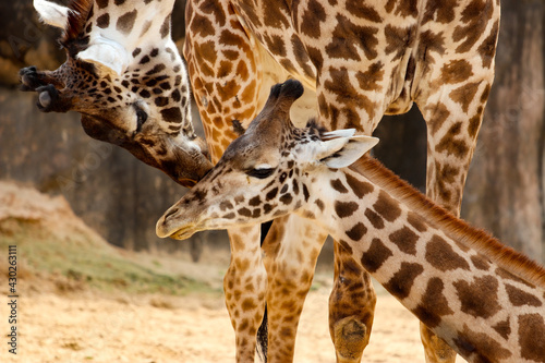 giraffe with baby in the zoo