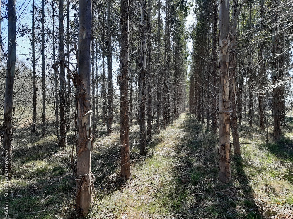 Obraz premium Bosque de eucaliptos en Galicia