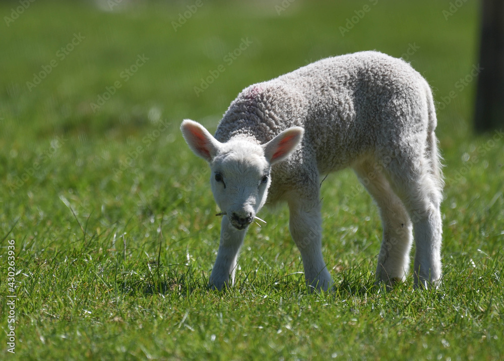 Single Spring lamb feeding on green grass Single Spring lamb feeding on green grass