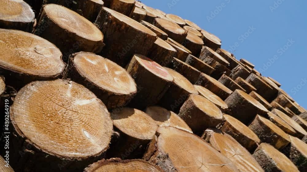 buche de bois sur tapis roulant pour taillage dans une scierie 