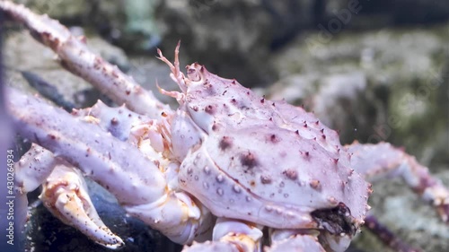 Giant king crab moves on the bottom photo