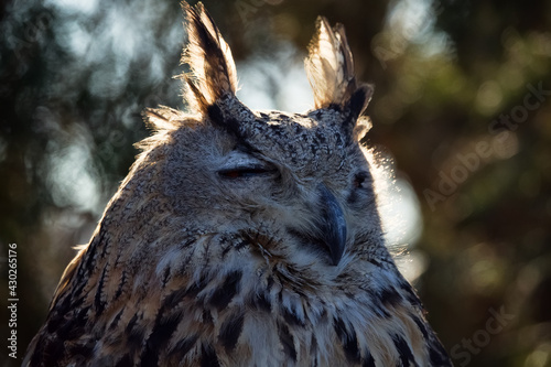 Eagle Owl (Bubo bubo) (half-length portrait ) sits in bright sun its eyes narrowed. Perhaps owl not only reduces load on retina, but also hides visible eyes from daytime birds (they actively attack) photo