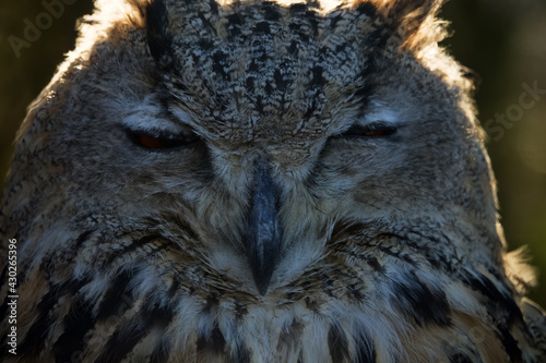 Eagle Owl (Bubo bubo) (half-length portrait ) sits in bright sun its eyes narrowed. Perhaps owl not only reduces load on retina, but also hides visible eyes from daytime birds (they actively attack) photo
