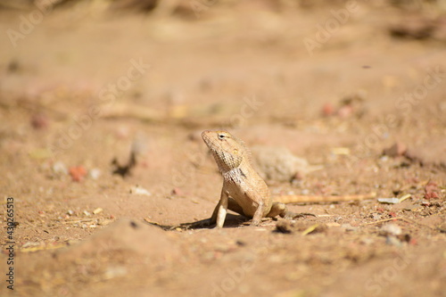lizard on a stone