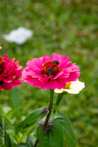 Pink Flower known as Youth-and-Age or Zinnia (Zinnia elegans) with an Insects on Top in a Garden © Alexandre
