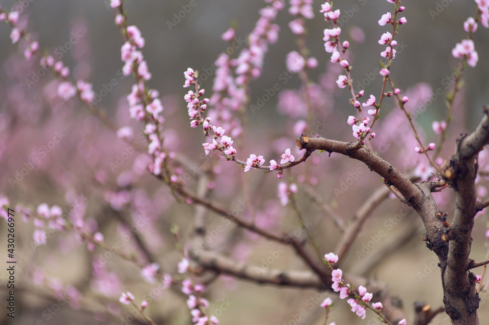 Close up of blooming peach branches Close up of blooming peach branches