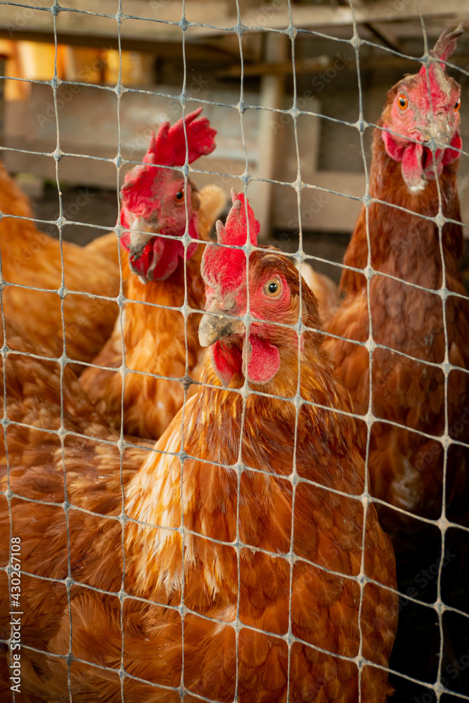 Brown Hens Locked up in a Small Chicken Yard Trying to Escape Outside in Guatape, Colombia