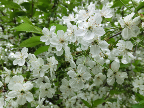 Spring awakening. White flowers of a blooming apple tree.