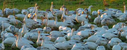 Snow Geese