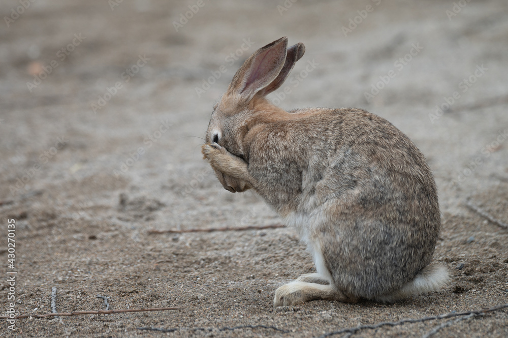 Fototapeta premium Conejo frotándose los ojos 
