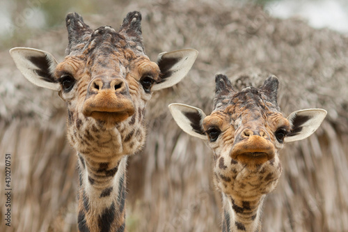 Photography Giraffes Close-Up of Faces