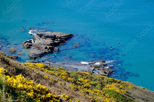 Paddle boarders framed by out of focus gorse flowers on the cornish coastline.