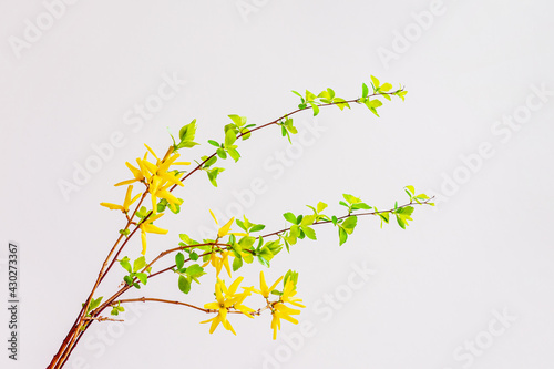 Tender yellow flowers on delicate background  spring holiday concept