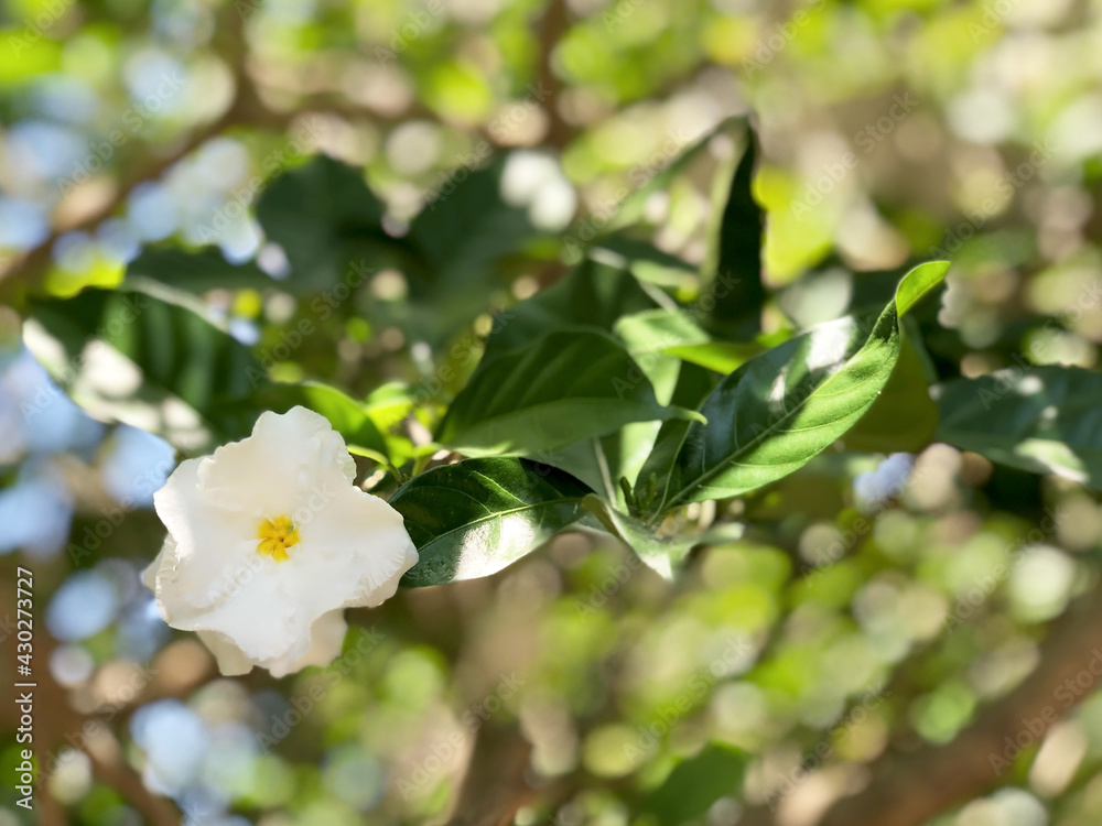 white flowers whit leaf green background, crepe jasmine (Tabernaemontana divaricata )