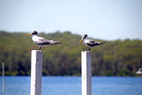 seagulls on the pier
