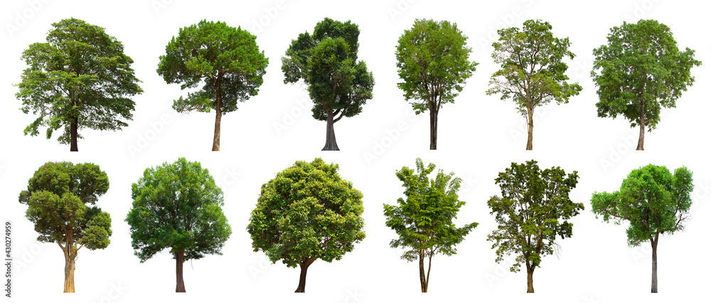 Fototapeta premium isolated tree green set is located on a white background. Collection of isolated tree green on white background Tropical tree