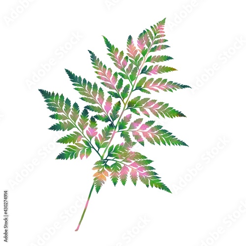 Watercolor illustration of tropical leaves. With high resolution for printing on an isolated white background  hand-drawn in digital watercolor.