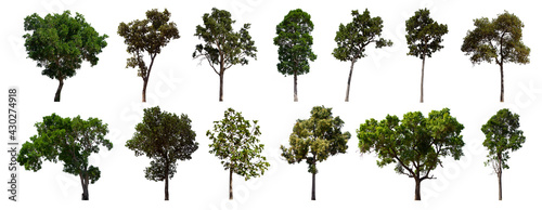 isolated tree green set is located on a white background. Collection of isolated tree green on white background Tropical tree