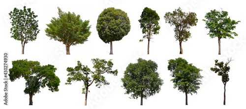isolated tree green set is located on a white background. Collection of isolated tree green on white background Tropical tree