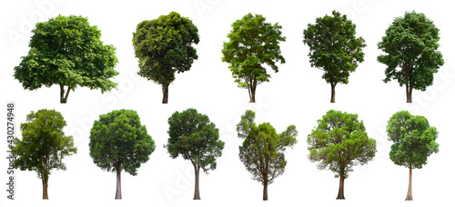 isolated tree green set is located on a white background. Collection of isolated tree green on white background Tropical tree