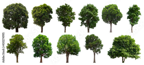 isolated tree green set is located on a white background. Collection of isolated tree green on white background Tropical tree