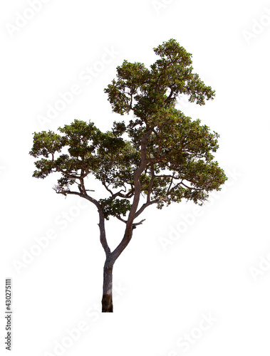isolated tree  is located on a white background. Collection of isolated tree on white background Tropical tree