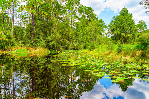 Forest swamp land in Okefenokee Swamp Park  Southern Georgia.