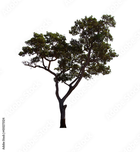 isolated tree  is located on a white background. Collection of isolated tree on white background Tropical tree
