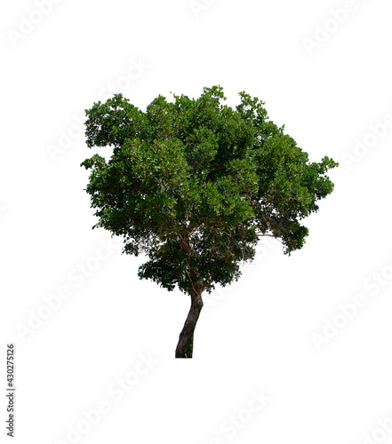 isolated tree  is located on a white background. Collection of isolated tree on white background Tropical tree
