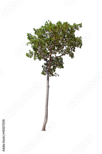 isolated tree  is located on a white background. Collection of isolated tree on white background Tropical tree
