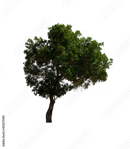isolated tree  is located on a white background. Collection of isolated tree on white background Tropical tree