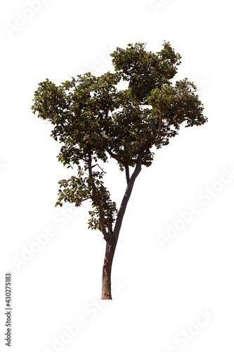 isolated tree  is located on a white background. Collection of isolated tree on white background Tropical tree