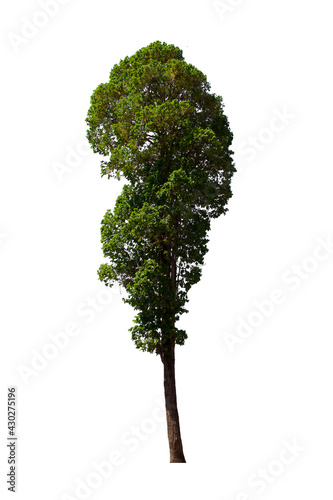 isolated tree  is located on a white background. Collection of isolated tree on white background Tropical tree
