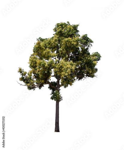 isolated tree  is located on a white background. Collection of isolated tree on white background Tropical tree