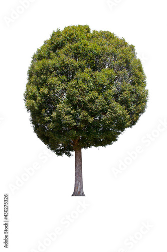 isolated tree  is located on a white background. Collection of isolated tree on white background Tropical tree