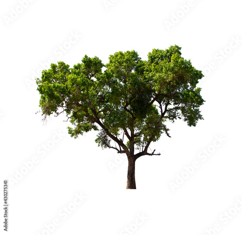 isolated tree  is located on a white background. Collection of isolated tree on white background Tropical tree