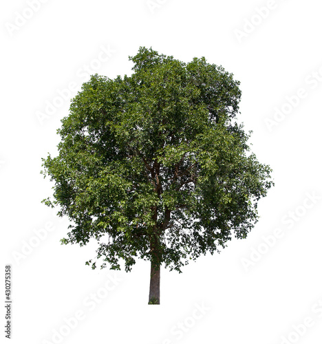 isolated tree  is located on a white background. Collection of isolated tree on white background Tropical tree